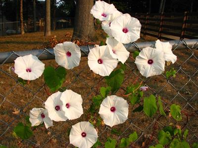 Ipomoea × sloteri